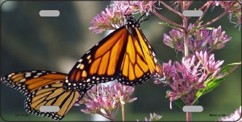 Monarch Butterfly On Flower Photographic Metal Novelty License Plate 
