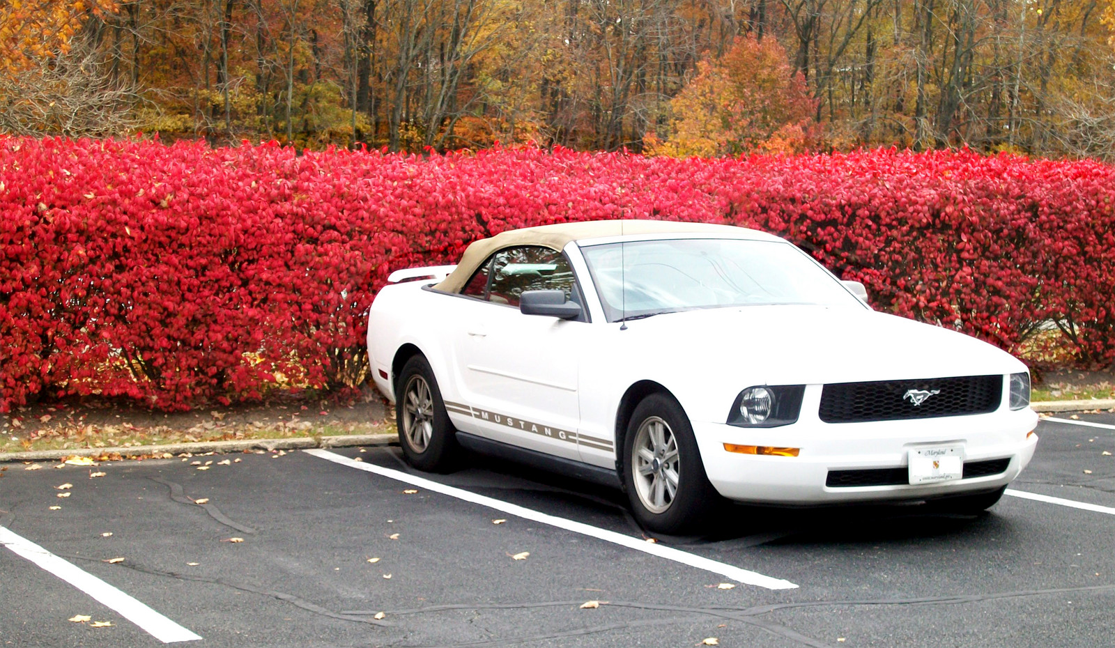 2006 Ford mustang v6 0-60 time #9